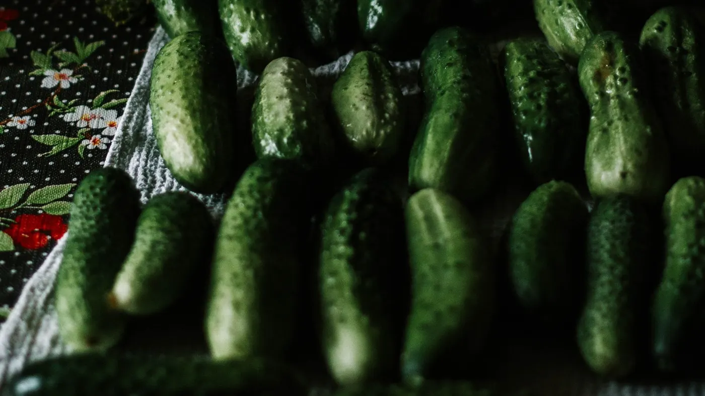 Fresh whole cucumbers ready for refrigerator storage