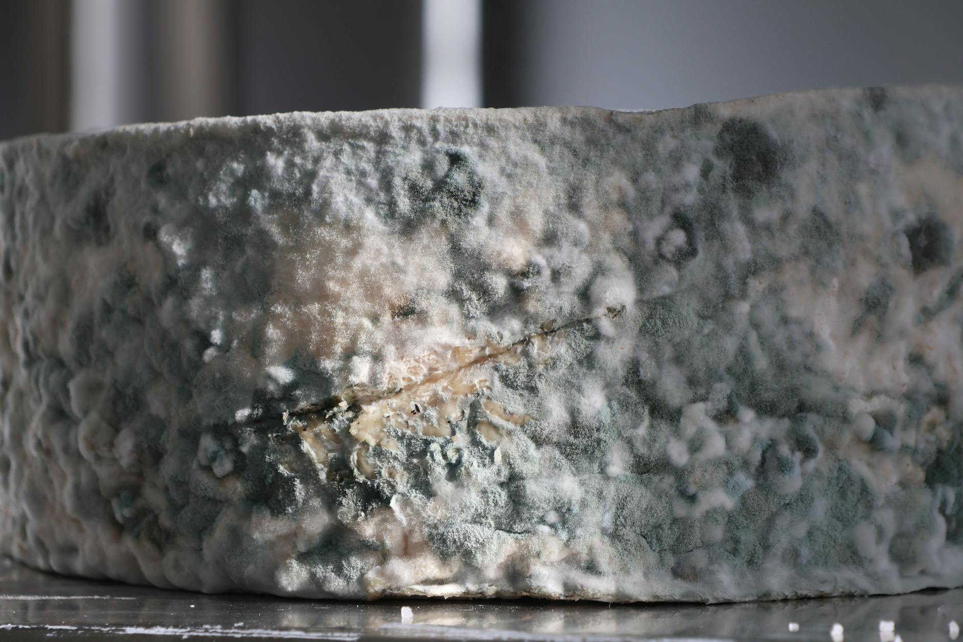Can You Eat Moldy Cheese? A Practical Guide to Safety, Savings, and Science